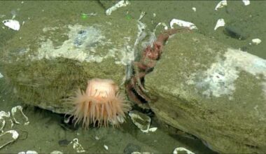 Watch Deep-Sea Creatures Feed on a Whale That's Been Dead for Over 20 Years