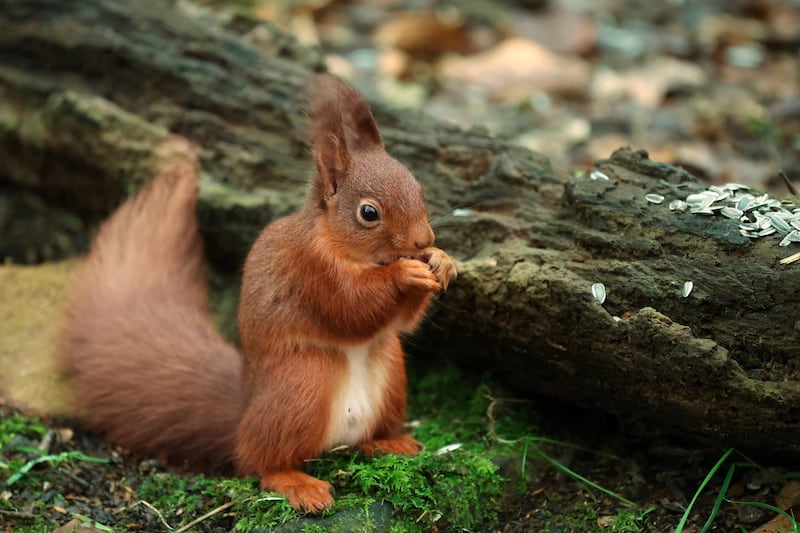 A red squirrel feeds on nuts and seeds at the hide in Cregagh Wood, near Cushendun in Co Antrim. PICTURE: MAL MCCANN