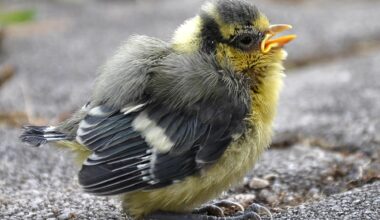 Young Blue Tit Close Up
