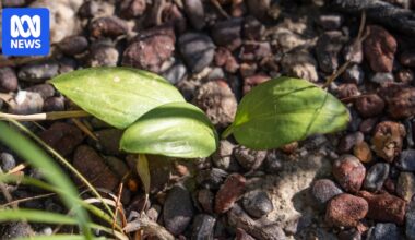 Darwin Harbour Middle Arm gas and petrochemical precinct could be roadblocked by endangered herb