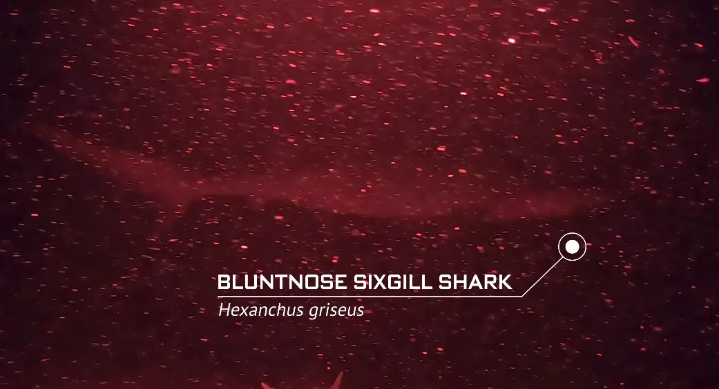 We also had a prehistoric visitor in the name of the Bluntnose Sixgill Shark (YouTube/Barny Dillarstone)