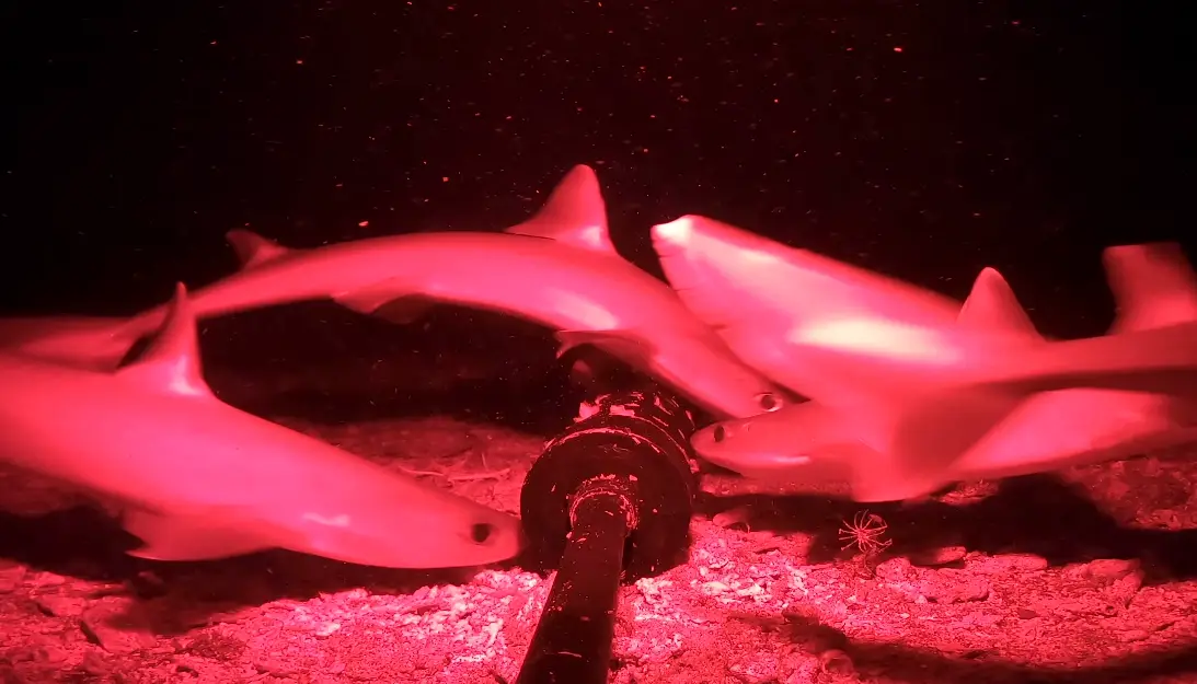 What's going on under the sea? (YouTube/Barny Dillarstone)