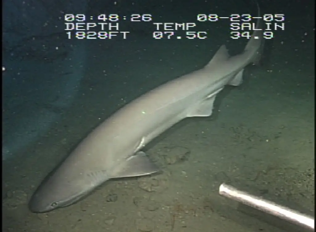 A Sixgill Shark captured on camera in 2005 (Universal History Archive/Universal Images Group via Getty Images)