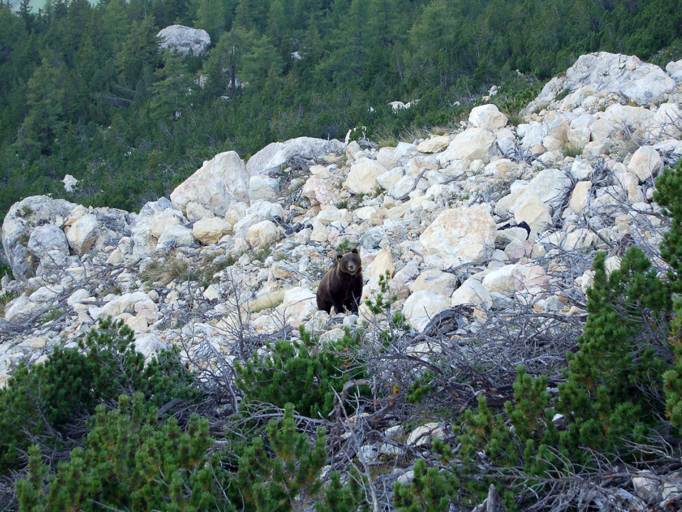 GR: the bear returns to Valposchiavo