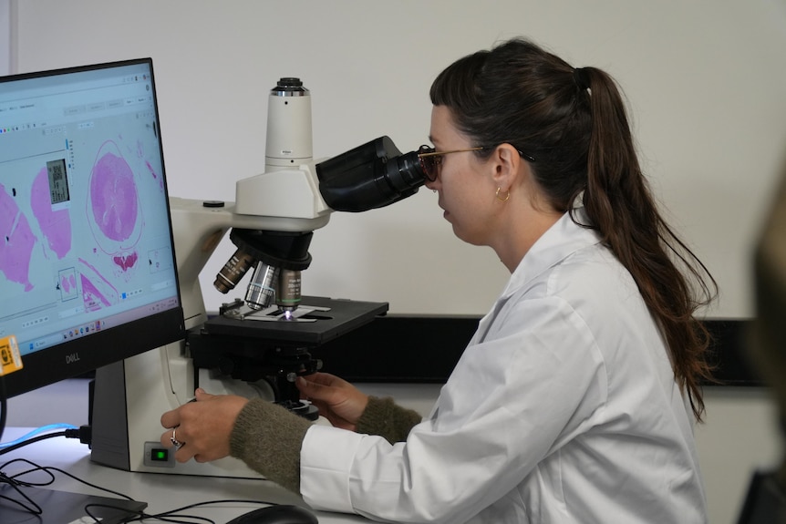 Scientist looking into a microscope in a a laboratory
