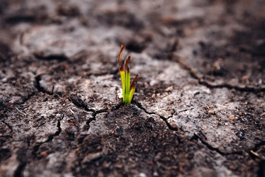 A small green shoot breaking through cracked dirt.