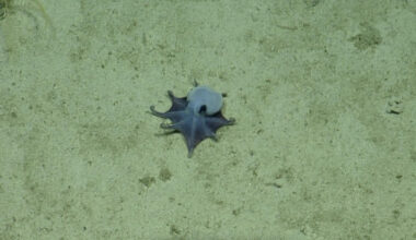 'It's blue!': Scientists discover new deep-sea octopus near Galapagos Islands