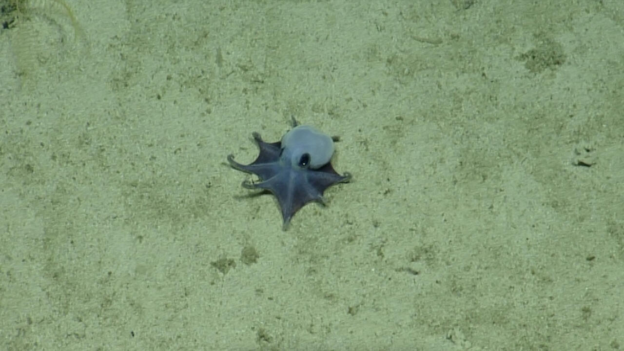 'It's blue!': Scientists discover new deep-sea octopus near Galapagos Islands