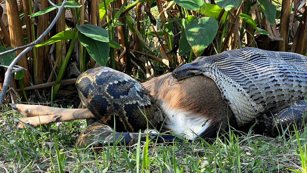 Biologists in Florida discovered a nearly 15-foot Burmese python consuming a full-grown white-tailed deer near Naples in December 2022.