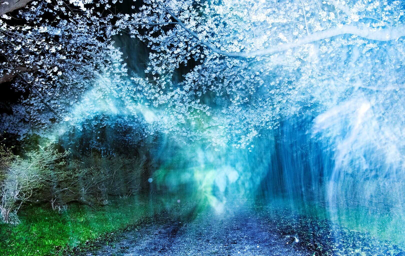 A dreamlike night landscape featuring a gravel path leading toward blooming cherry blossoms, obscured by ethereal blue and green light flares and motion blur.