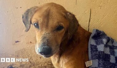 A sandy-coloured dog looks at the camera. A chequered blue blanket is covering some of his body.