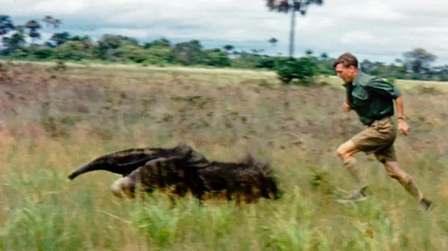 Sir David Attenborough in pursuit of a Giant Anteater in the Rupununi Savannah, British Guiana. 1955