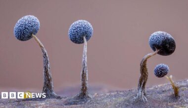 Close-up photo of alien-like slime moulds on a fallen tree.