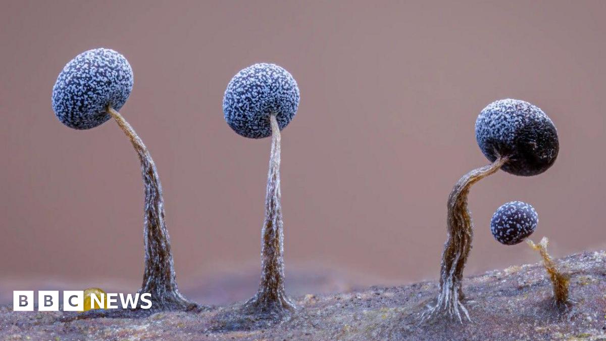 Close-up photo of alien-like slime moulds on a fallen tree.