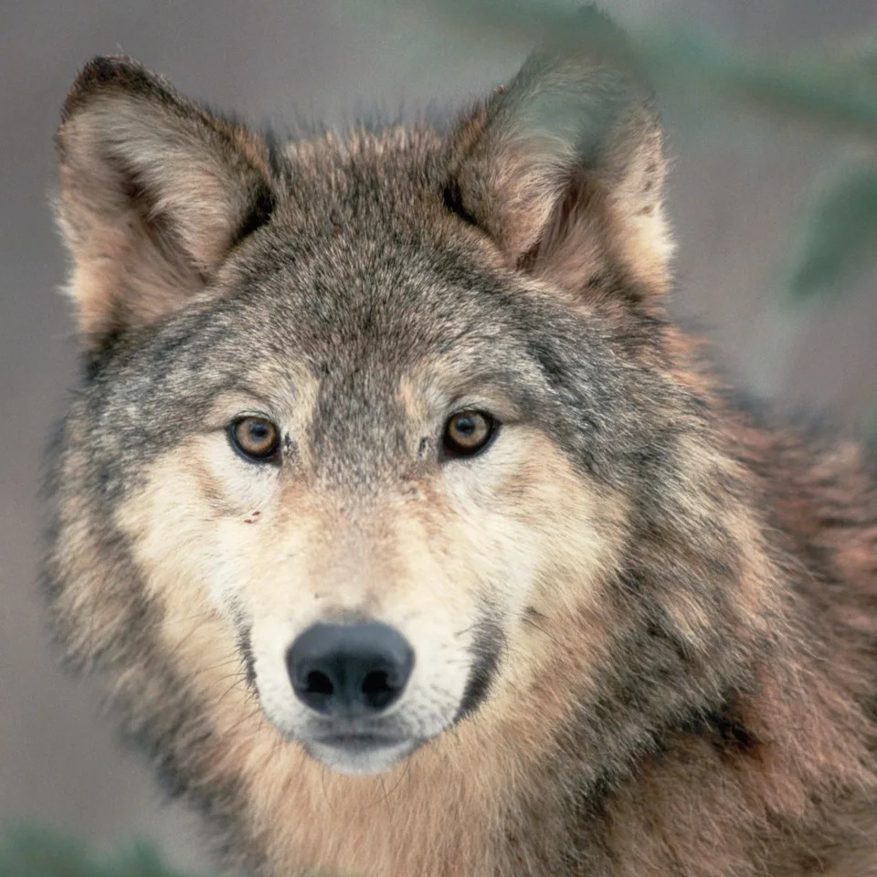 Gray Wolf.