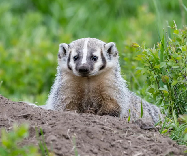 A juvenile American badger (Taxidea taxus) in the Lamar Valley of Yellowstone National Park.