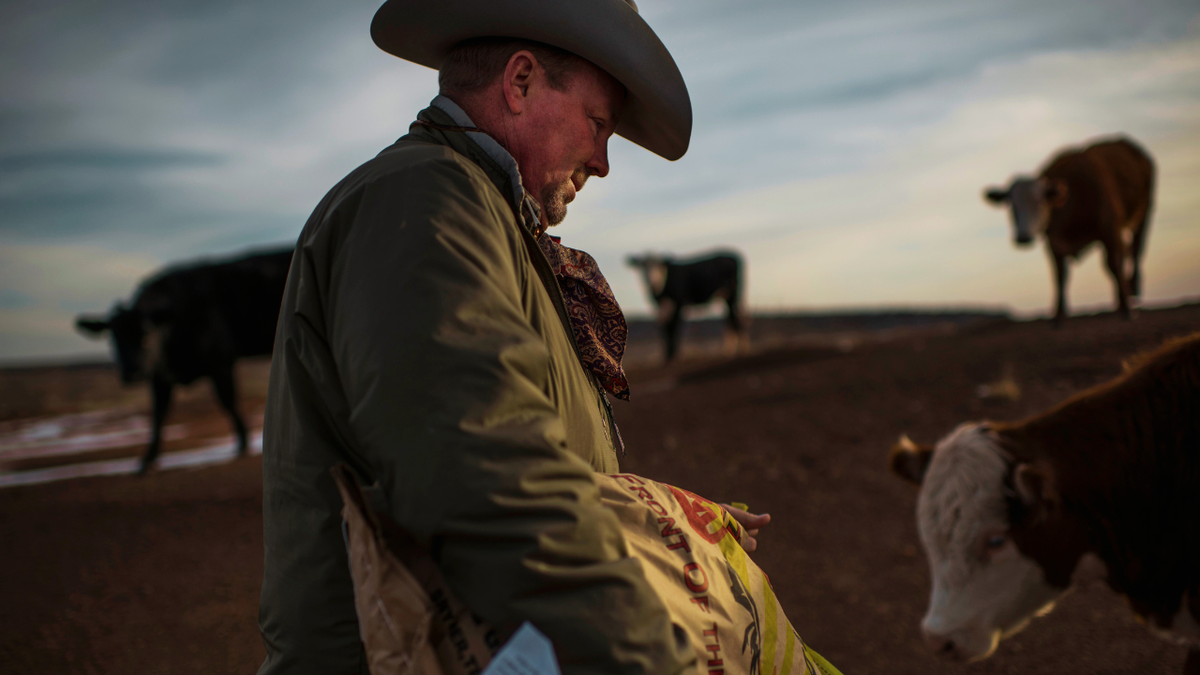 Mark Kirkpatrick feeding heifers on his ranch in Post, Texas