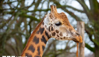 A side profile of a giraffe at a zoo