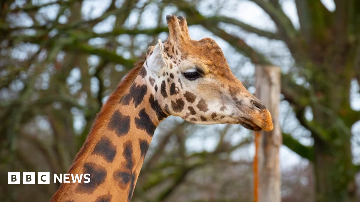 A side profile of a giraffe at a zoo