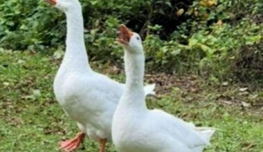 Goose named Gandalf is 'kidnapped' - leaving pal 'Ryan Gosling' devastated | News UK