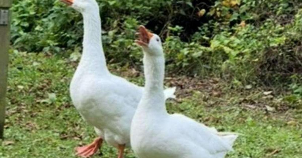 Goose named Gandalf is 'kidnapped' - leaving pal 'Ryan Gosling' devastated | News UK