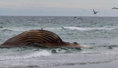 Fears carcass of Timmy the whale could explode after failed £1,200,000 rescue | News World