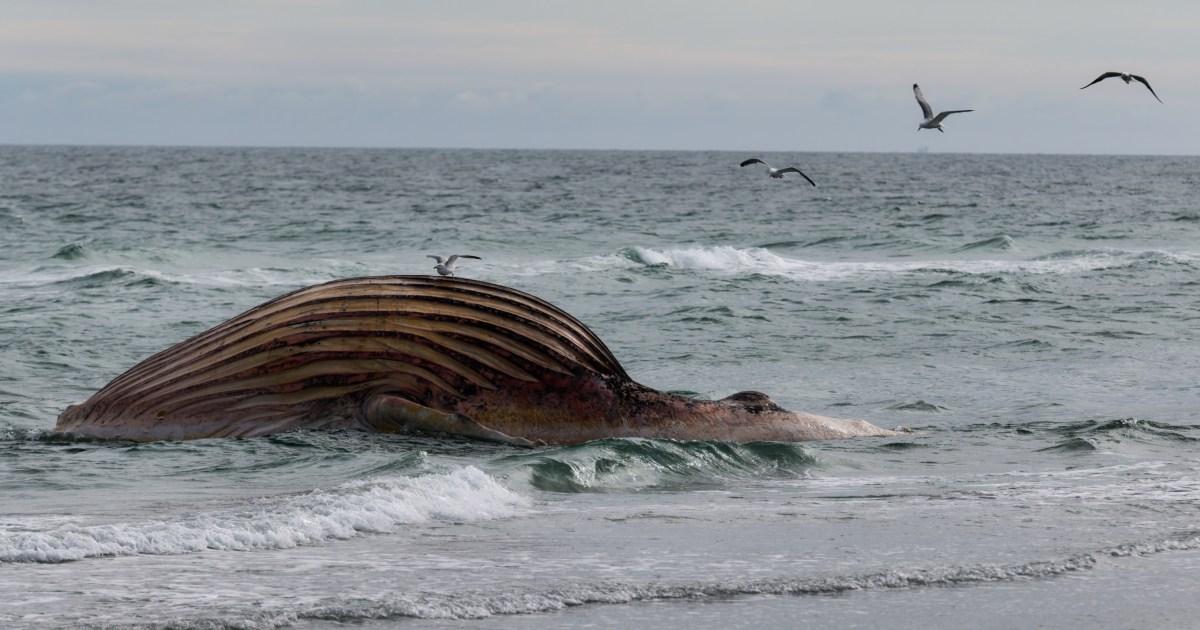 Fears carcass of Timmy the whale could explode after failed £1,200,000 rescue | News World
