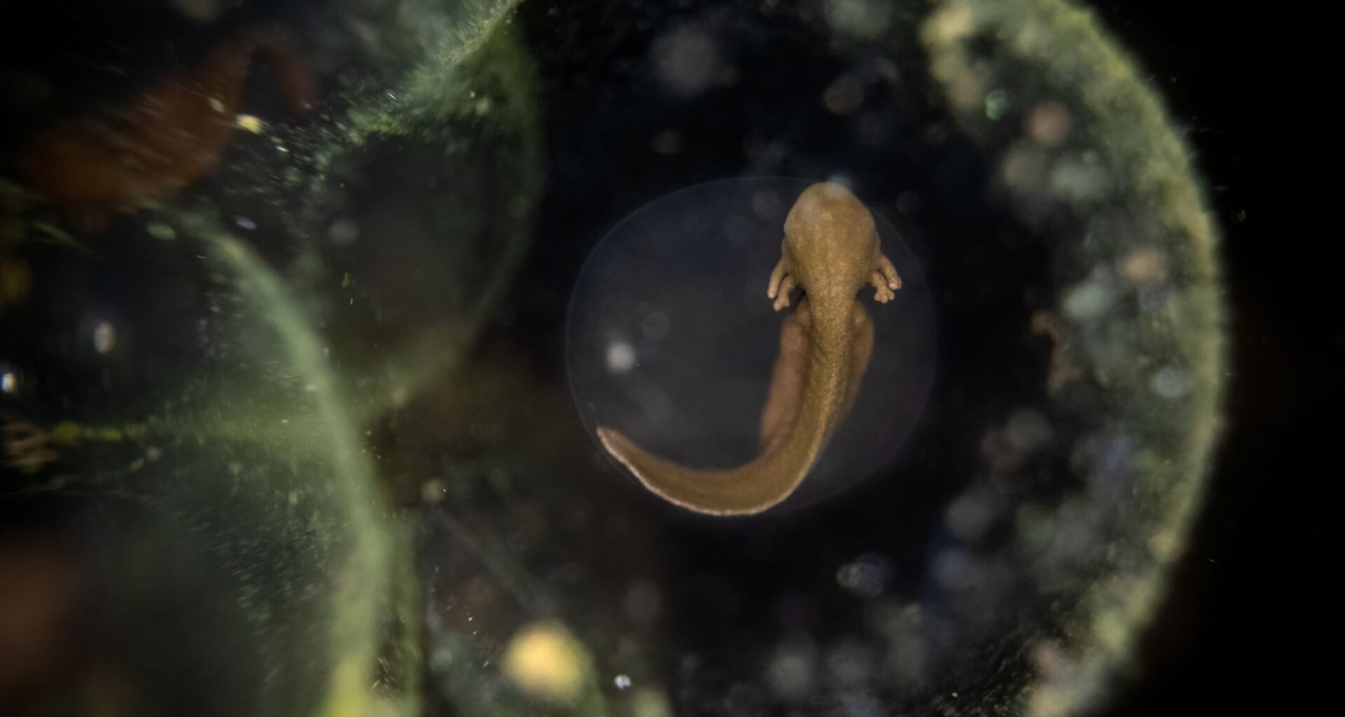 4 years after building a pool in his garden, photographer captures award-winning image of frog embryo inside an egg using special probe lens