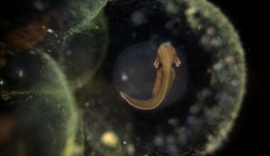 4 years after building a pool in his garden, photographer captures award-winning image of frog embryo inside an egg using special probe lens