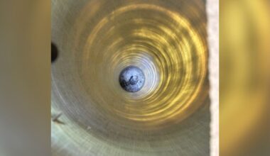 Preschool Staff Hear 'Rustling' In Column And Uncover A Beautiful Bird Stuck Inside