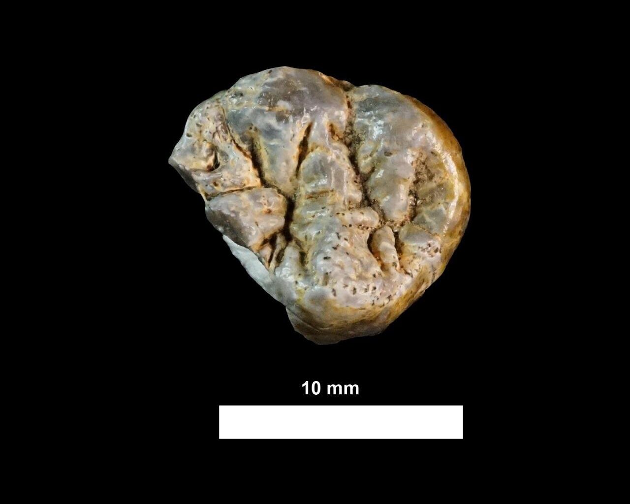 Cut marks on 1.6-million-year-old bones reveal early humans moved and processed meat in Kenya