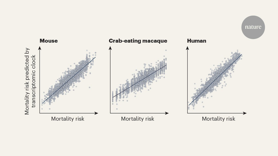 Gene-expression patterns can be used to estimate mortality risk and chronological age - Nature