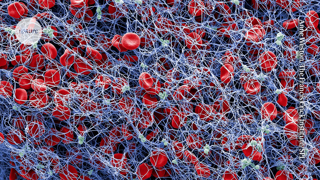 Synthetic blood clots snap cells together to staunch bleeding — fast