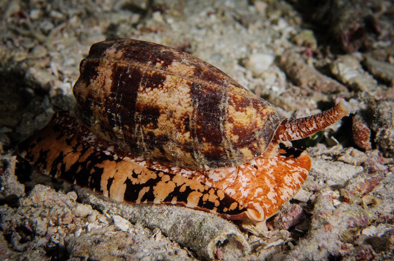Underwater close-up of a textile cone snail on the sea bed.