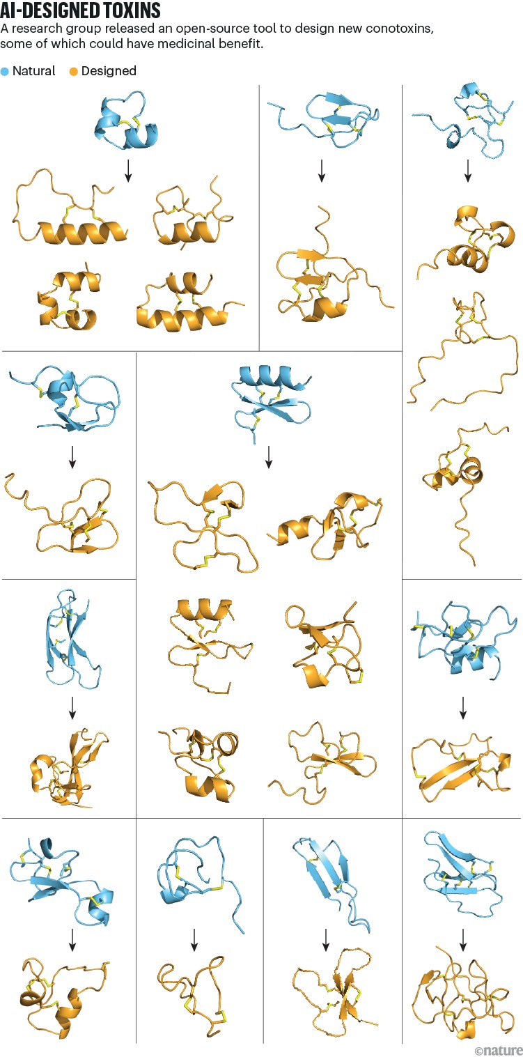 AI-designed toxins: Grid of protein structures comparing natural (blue) and AI-designed (orange) conotoxin proteins.