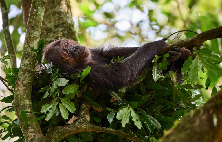 Female chimpanzee lying on its side with arms extended, resting on tree branches surrounded by green leaves.