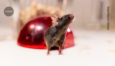 Genetic survey exposes flaws in widely used mouse models