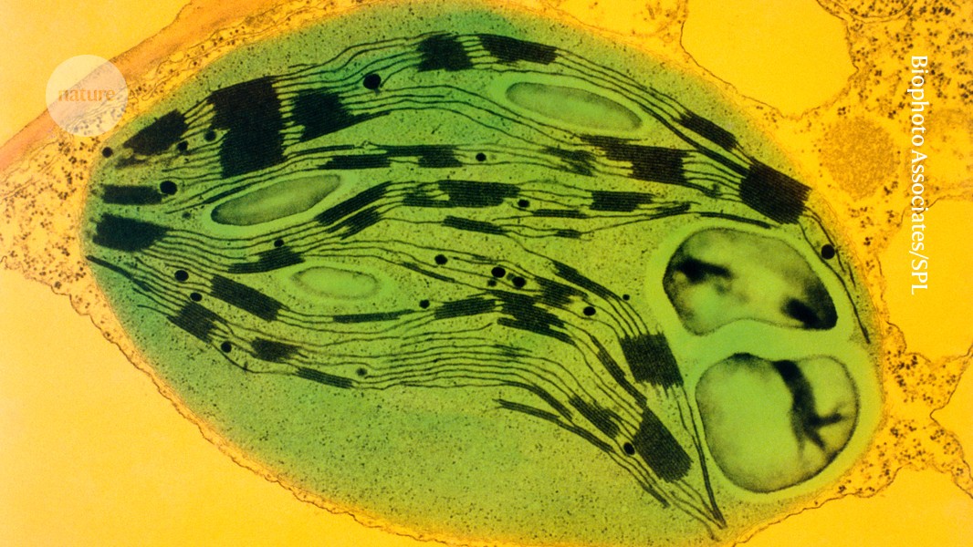Mouse eyes photosynthesize after plant-to-animal transplant