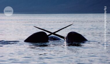 Meet the biologists deciphering marine-mammal histories from baleen, whiskers and tusks