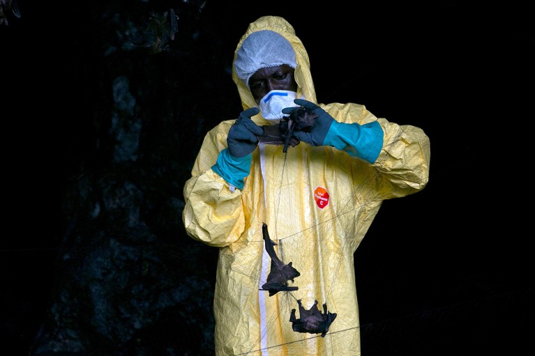 A researcher from Franceville International Medical Research Centre, wearing full PPE, retrieving bats from a net inside a cave in Gabon.