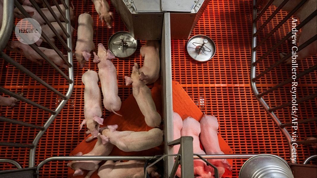 First pig liver and kidneys transplanted into a person — could ease organ shortages