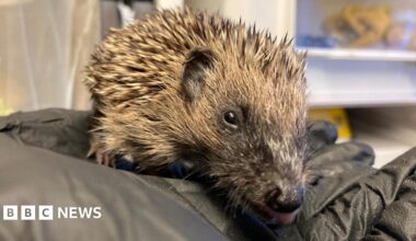 A hedgehog in a black gloved hand.