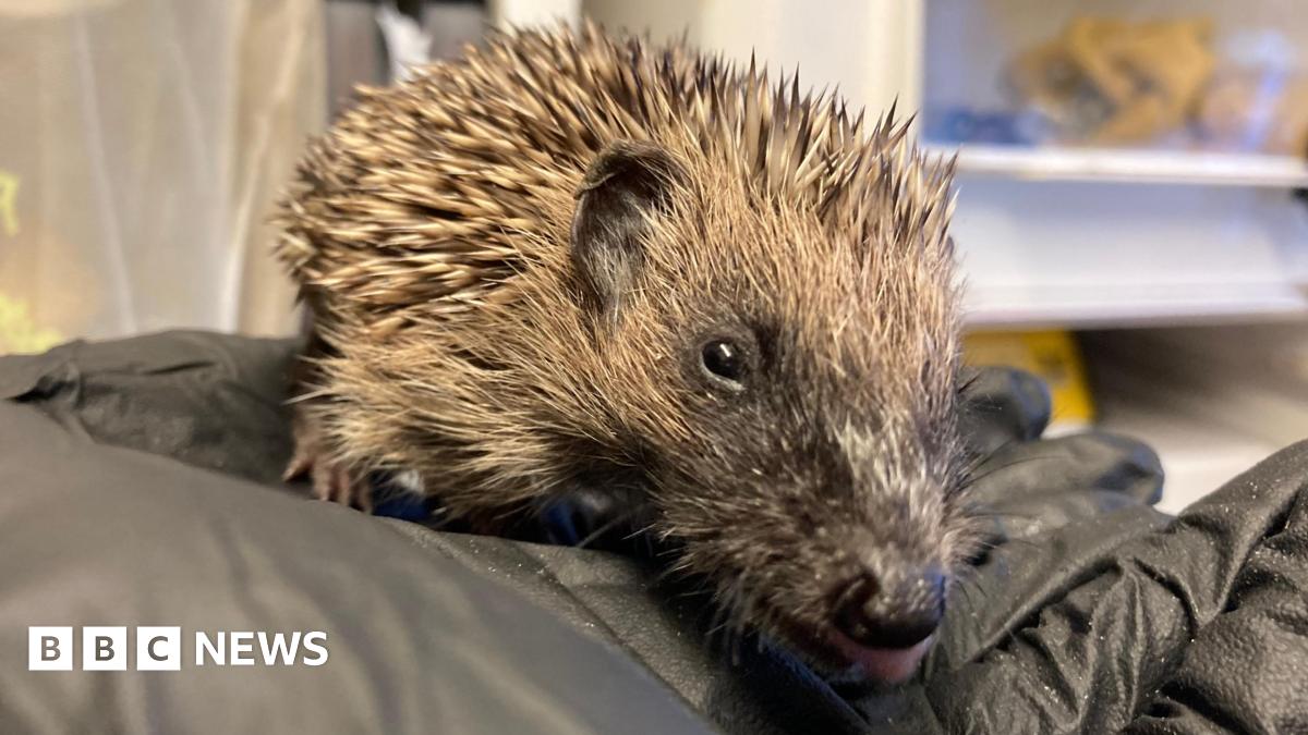 A hedgehog in a black gloved hand.