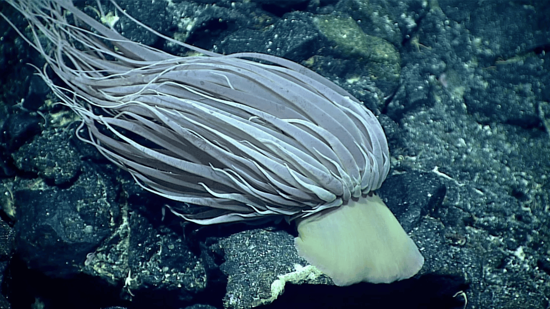 deep sea creature Relicanthus daphneae