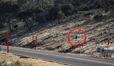 Haunting roadside photo reveals wild Aussie animal's incredible behaviour