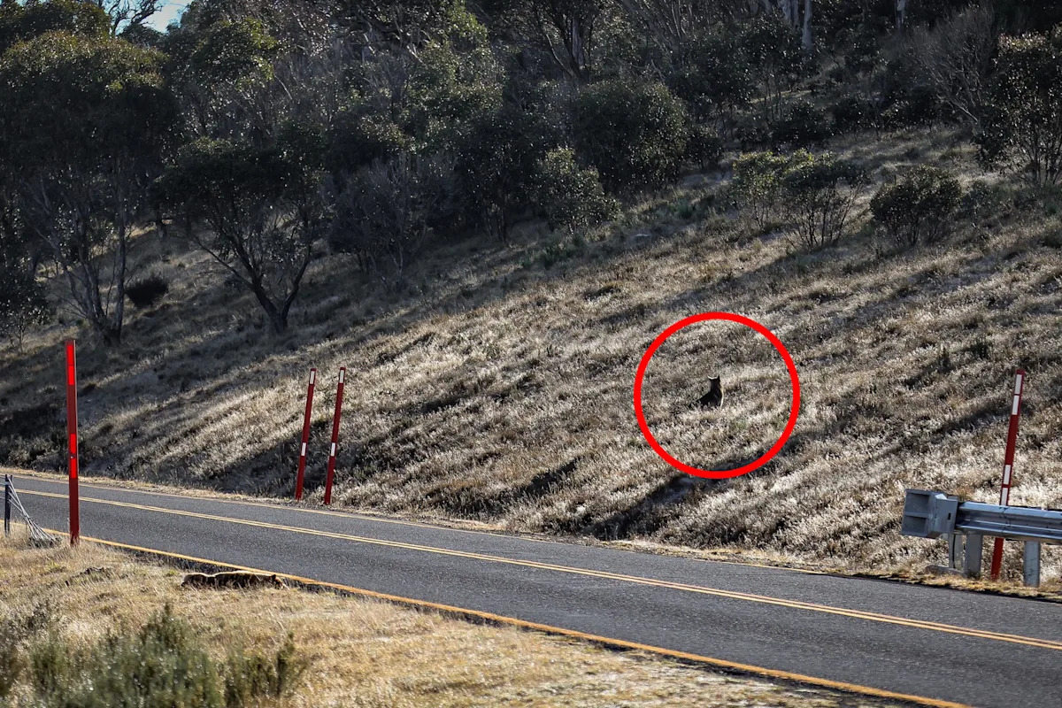 Haunting roadside photo reveals wild Aussie animal's incredible behaviour