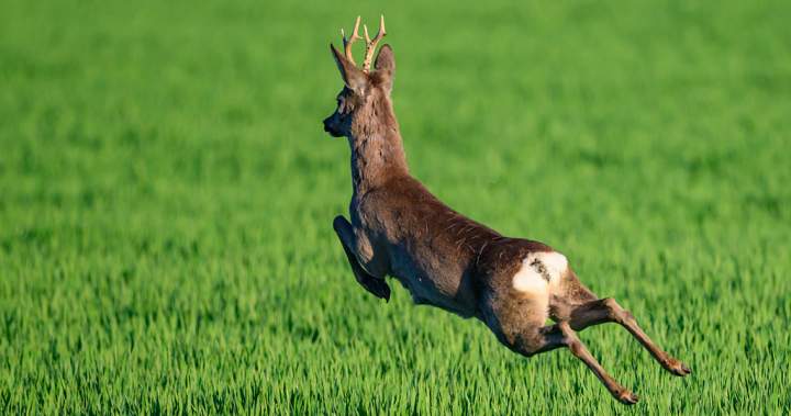 Police in France alert drivers to ‘unpredictable’ hazard of drunken deer - National
