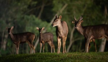 From near-extinction to 120 strong: Singapore's sambar deer make a quiet comeback