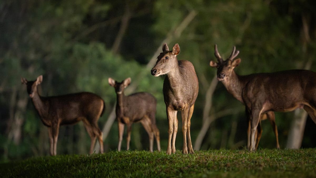 From near-extinction to 120 strong: Singapore's sambar deer make a quiet comeback