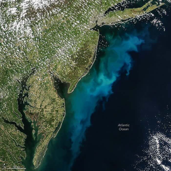 east coast bloom